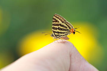 macro image of beautiful butterfly on human finger with yellow and green background in nature.