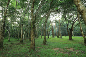 beautiful forest landscape in national park with green tree in nature