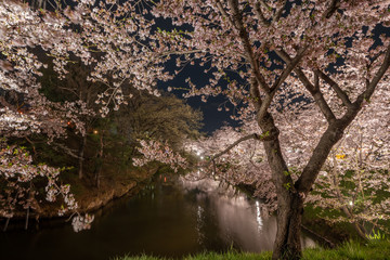 Night view of  full bloom Cherry blossoms at Ueda castle in Nagano