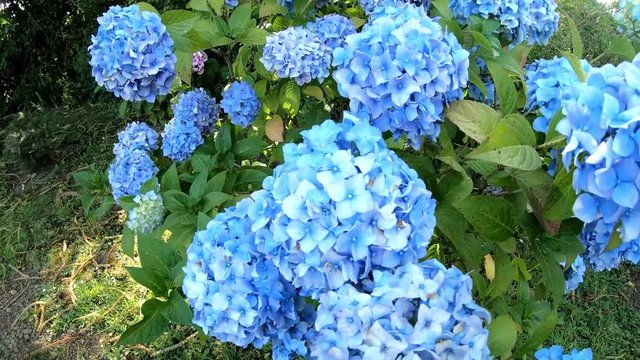 Magnifiques hortensias de Bretagne. France