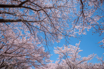 Beautiful of cherry blossoms in full bloom at Kobo mountain ( public park ) in Matsumoto