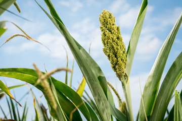 Young sorghum (millet, jowari) sprouts on a farmers field.