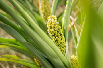 Fototapeta premium Young sorghum (millet, jowari) sprouts on a farmers field.