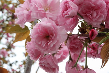 Close up pink flowers