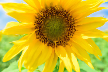 sunflower close-up. against a blue sky with clouds. on a Sunny summer day.