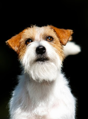 muzzle dog jack russell terrier looking
