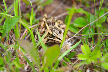 Frog Hiding In Grass