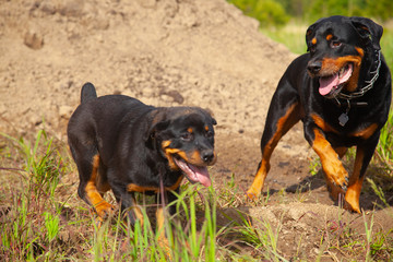 Big Brother And Little Sister - Rottweilers Running And Playing