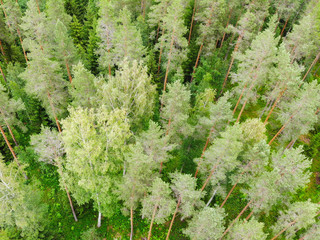 Aerial view of green forest at rural summer in Finland