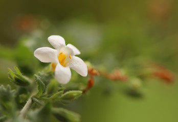 A close up of small white flower
