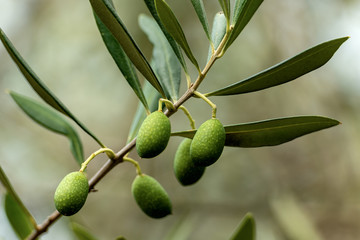 Closeup of an olive branch with green fruits and leaves. Liguria, Italy, South Europe