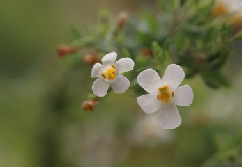 Obraz na płótnie Canvas A close up of small white flower