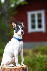 Funny dog sitting on a stump in the forest. Red wooden hut on background.