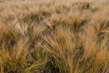 Field of wheat at summer  