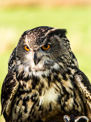 European Eagle Owl