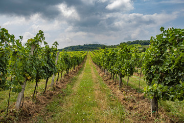 Fototapeta na wymiar green vineyards in spring time