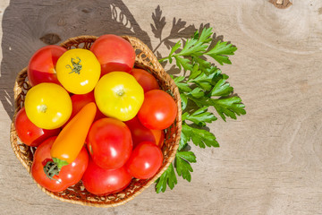 Fresh red and yellow homemade tomatoes in a wicker plate on an old wooden table, rustic, copy space, close-up