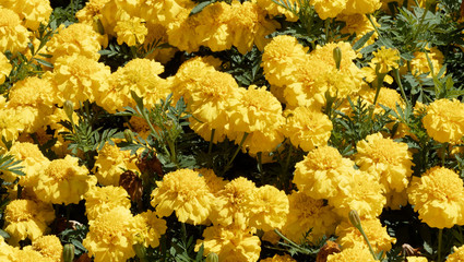 Flowerbed of Mexican marigold or Aztec marigold | Tagetes erecta 