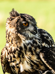 European Eagle Owl