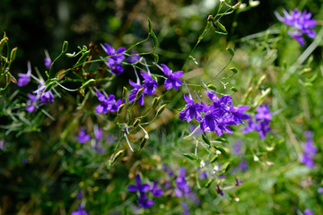 Fototapeta premium Field sweeps. Field zhivokost. Purple wildflowers