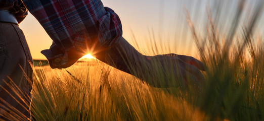 Close-up on the hand of a farmer caressing his wheat at sunset