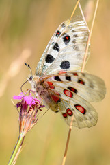 Apollo Butterfly - Parnassius apollo, beautiful iconic endangered butterfly from Europe, Stramberk, Czech Republic.