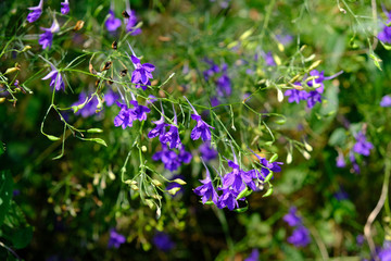 Field sweeps. Field zhivokost. Purple wildflowers