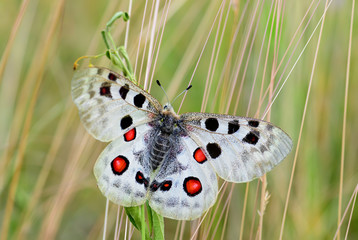 Apollo Butterfly - Parnassius apollo, beautiful iconic endangered butterfly from Europe, Stramberk, Czech Republic.