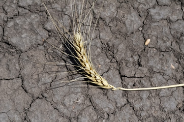 Dry ripened wheat spike lies on cracked soil. Cracks in the dry surface of the earth. The cracked...