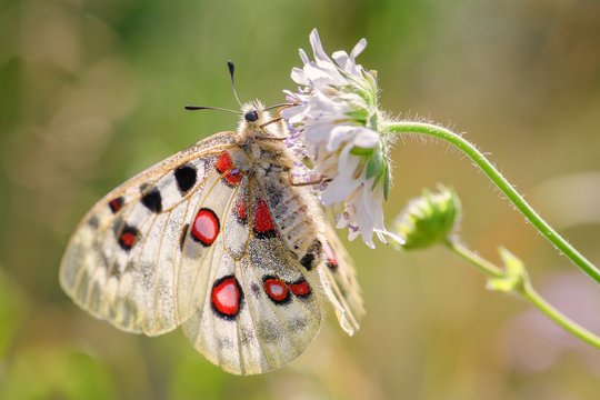Apollo Butterfly - Parnassius apollo, beautiful iconic endangered butterfly from Europe, Stramberk, Czech Republic.