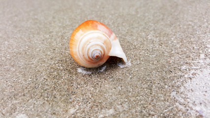 shells on sand beach summer background, thailand
