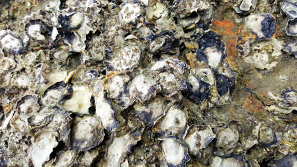 oyster shell on rock beach sea cave