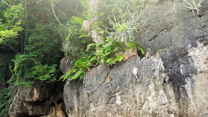 monkeys on cliff near beach sea cave