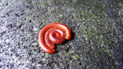 millipedes on cement after rain with wet moss