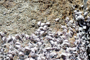 Closeup view of a stone with seashells. Natural abstract background