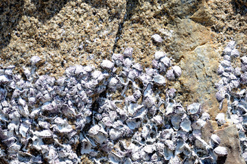 Closeup view of a stone with seashells. Natural abstract background