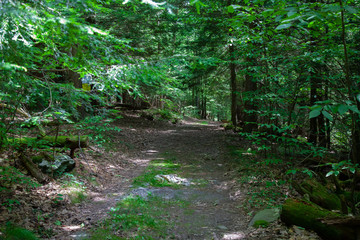 Overgrow Logging Road Running Through Woodland Landscape