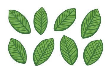 Vector Leaves Set Isolated on white Background