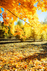 Obraz premium Autumn maple branch on the background of the autumn forest. The concept of peace and beauty