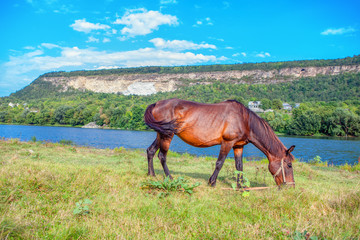 red domestic horse grazing grass near river 