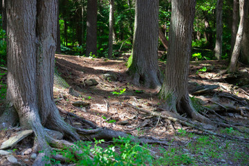 Woodland Landscape Photo - Ancient Hemlock Trees Old Growth Forest