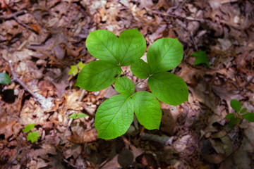 Plant Growing From Forest Floor