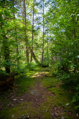 Woodland Landscape - Background Illuminated By Setting Sun