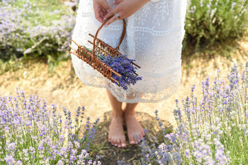 Woman in dress with basket of lavender in lavender field