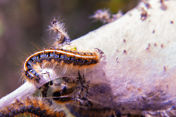 Close Up Of Destructive, Yet Beautiful Gypsy Moth Caterpillar