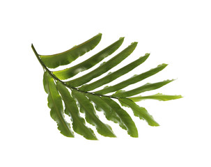 tropical nature green palm leaf pattern
