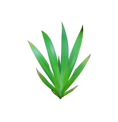 Obraz premium tropical nature green lily leaf pattern