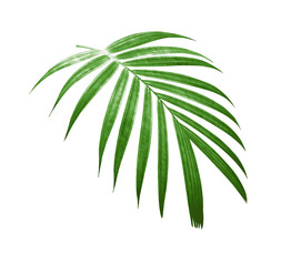 tropical nature green palm leaf pattern
