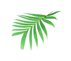 Fototapeta na wymiar tropical nature green palm leaf pattern