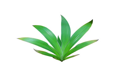 tropical nature green lily leaf pattern